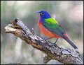 _1SB2036 painted bunting